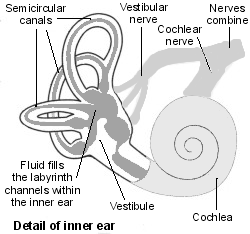 1inner-ear