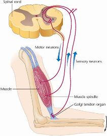 proprioceptors